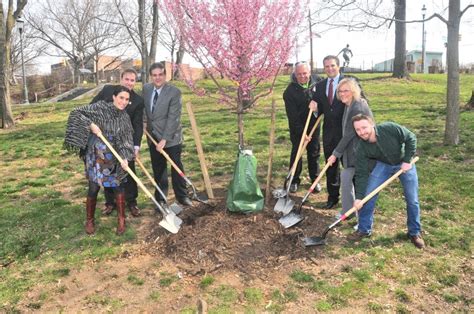 WATCH: Cherry Blossom Live Feed Launches In Essex County, NJ